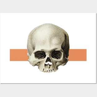 Vintage skull illustration Posters and Art